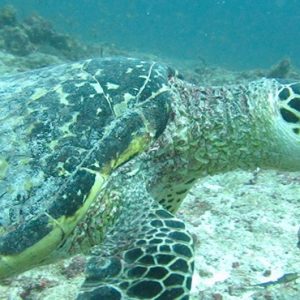 Maldives Holidays Medhufushi Island Resort Underwater Marine Life1