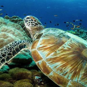 Ozen By Atmosphere At Maadhoo Island Luxury Maldives Honeymoon Packages Diving Marine Life