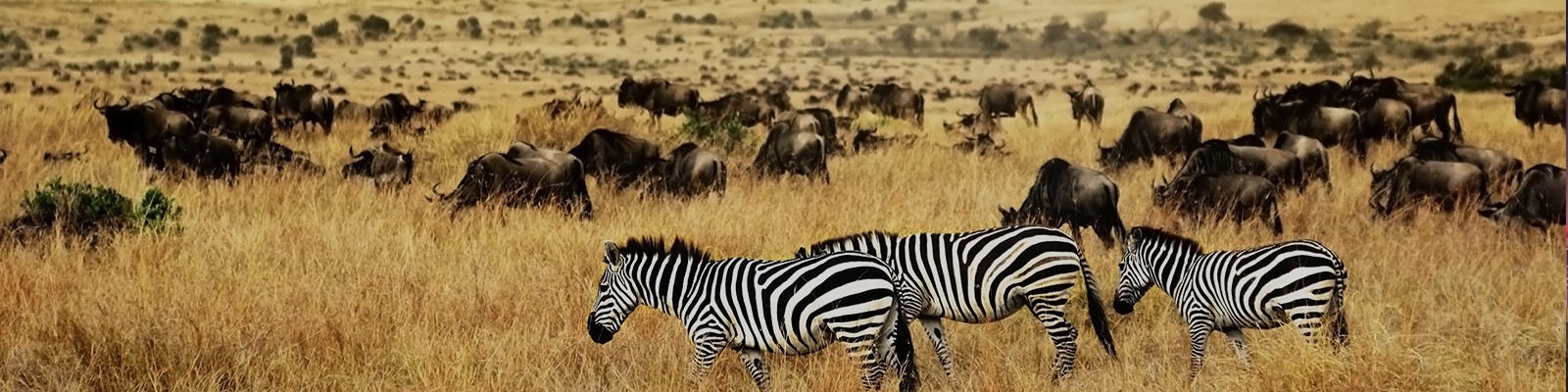 kenya safari holidays header