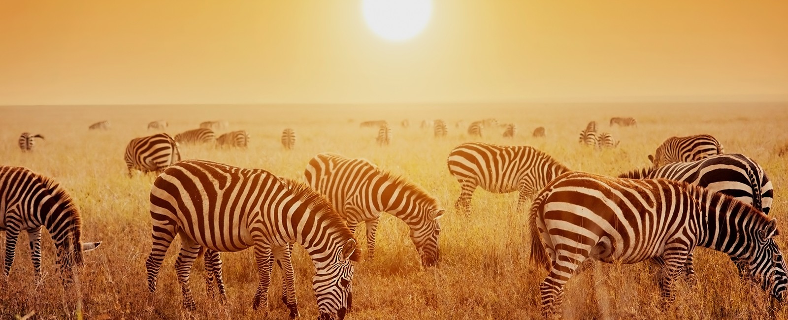 Safari Holidays & Luxury Holidays 2022/23 | Pure Destinations