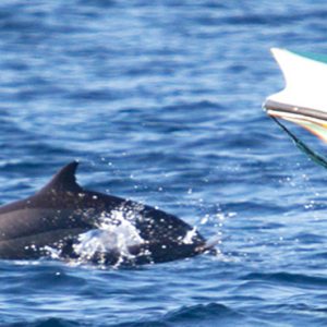 Dolphin Watching Cinnamon Dhonveli Maldives Holidays
