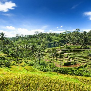 Four Points by Sheraton Bali - Luxury bali Holiday packages - things to do bali