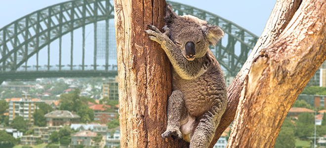 Koalas--Australia-and-South-Pacific-Cruises---Holland-America-Airline-