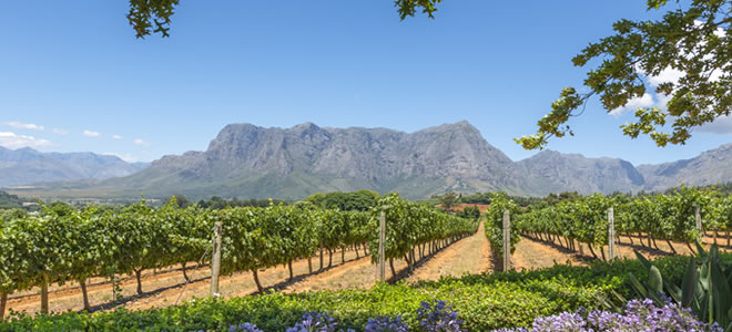 Vineyard-South-Africa