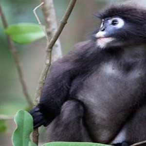 Andaman Langkawi - Langkawi - dusky leaf monkey