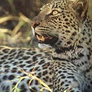 Dulini Lodge Kruger - Safari holiday - Leopard