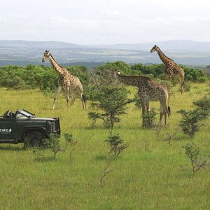 Kariega Game Reserve - South Africa Safari - giraffe