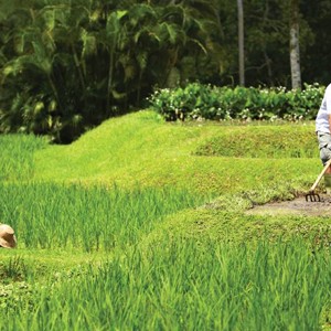 Rice Paddy - Four Seasons Bali at Sayan - Luxury Bali Holidays