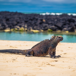 Santa Cruz Island 2 South America Holiday Packages