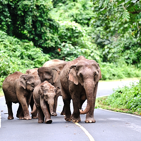 khao yai national park