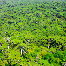 rainforest canopy