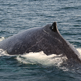 st lucia dolphin