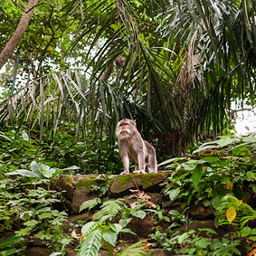 bali monkey