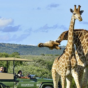 Shamwari Game Reserve - South Africa - Giraffe