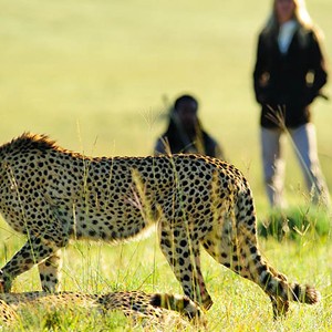 Shamwari Game Reserve - South Africa - Leopard