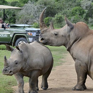 Shamwari Game Reserve - South Africa - Rhino