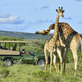 Shamwari Game Reserve - South Africa - thumbnail