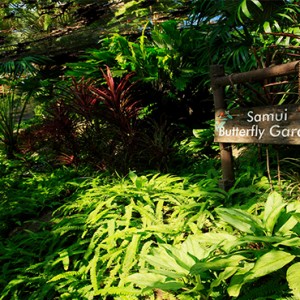 centara-villa-koh-samui-holiday-samui-butterfly-garden