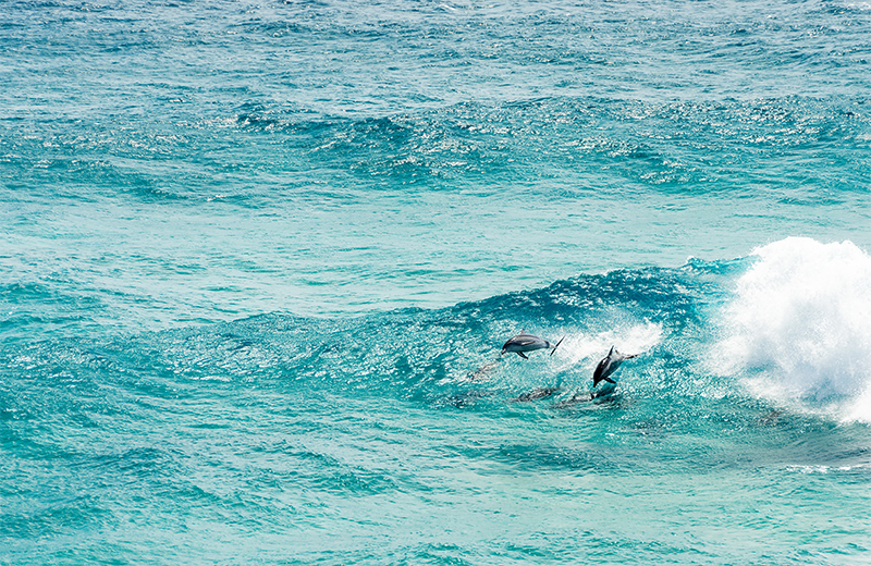 dolphin watching - best things-to-do-in-sydney-luxury-australia-holidays