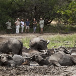 Buffalos Kapama Private Game Reserve South Africa Holidays