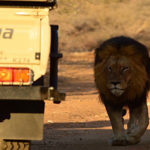 Game Drive Lion Kapama Private Game Reserve South Africa Holidays