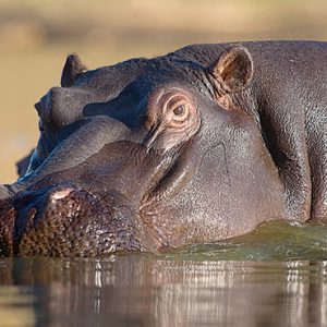 Hippo Kapama Private Game Reserve South Africa Holidays