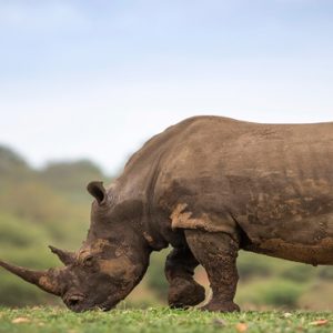 Rhino Kapama Private Game Reserve South Africa Holidays