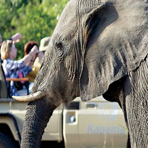 Safari Elephant Kapama Private Game Reserve South Africa Holidays