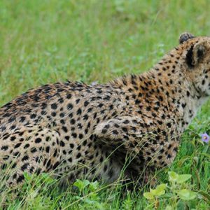 Cheetah Kapama Private Game Reserve South Africa Holidays