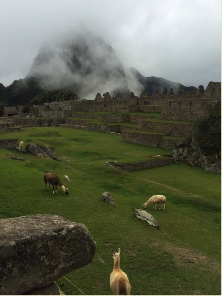 lamas-8-days-in-peru-luxury-peru-holiday-packages