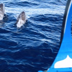 Dolphin Cruise Six Senses Laamu Maldives Holidays