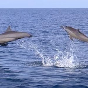 Dolphin Cruising Six Senses Laamu Maldives Holidays