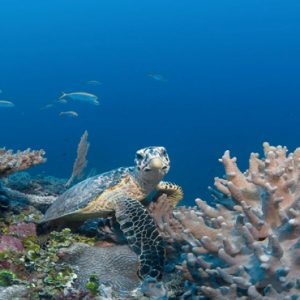 Turtle In Sea Six Senses Laamu Maldives Holidays
