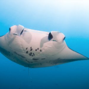 Manta Rays Six Senses Laamu Maldives Holidays