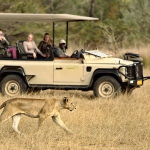 big cat safari - Azura Selous Game Reserve - Luxuxry Tanzania Holidays