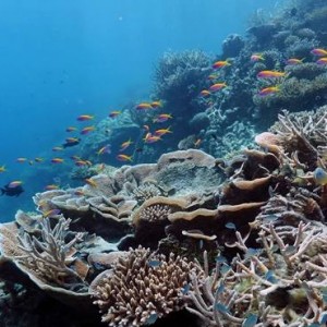 diving - ayada maldives - luxury maldives holidays