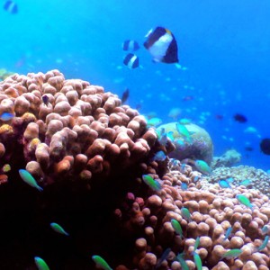 marine life - Chevel Blanc Randheli - Luxury Maldives Holidays