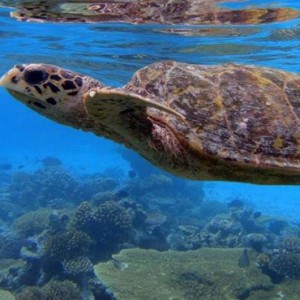 turtle - Baros Maldives - Luxury Maldives Holidays