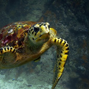 turtle - Chevel Blanc Randheli - Luxury Maldives Holidays