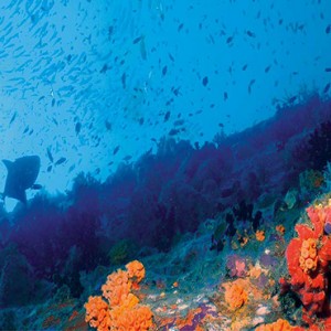 Constance Le Prince Maurice - Luxury Mauritius Holiday Package - diving