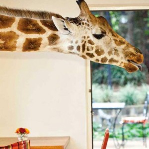 Feeding time - Giraffe Manor - Luxury Kenyan Honeymoon Packages