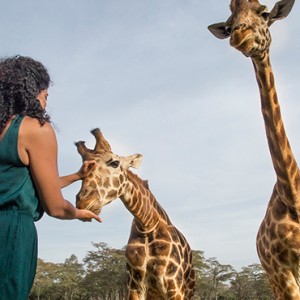 Giraffe feeding - Giraffe Manor - Luxury Kenyan Honeymoon Packages