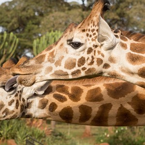 Giraffes - Giraffe Manor - Luxury Kenyan Honeymoon Packages