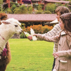 Llama Feeding - Belmond Hotel Rio Sagrado - Luxury Peru Holidays