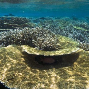 corals - Hurawaihi - Luxury Maldives Honeymoon