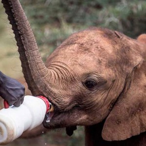 elephant feeding - Giraffe Manor - Luxury Kenyan Honeymoon Packages