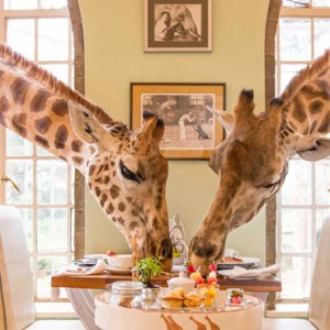 giraffe dining - Giraffe Manor - Luxury Kenyan Honeymoon Packages