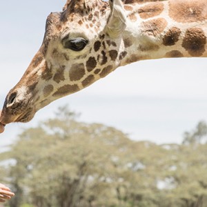 giraffes 1 - Giraffe Manor - Luxury Kenyan Honeymoon Packages