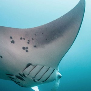 sting ray - Malahini Kuda Bandos - Luxury Maldives Holidays