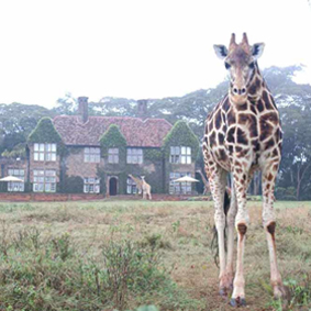 thumbnail - Giraffe Manor - Luxury Kenyan Honeymoon Packages